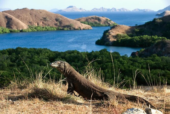 Full Day Trip to Explore 6 Destinations in Labuan Bajo and Komodo - Pink Beach: beautiful color, limited beach time