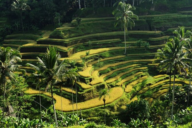 Full Day – Ubud Art Village and Mount Batur Kintamani with Lunch - Coffee tasting at Segara Windhu