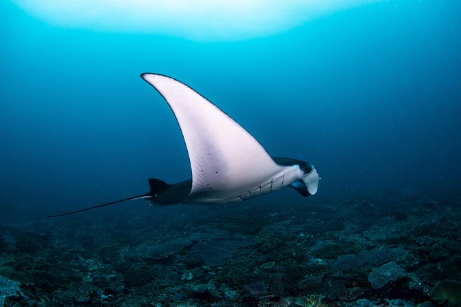 Fun Dive Nusa Penida Bali - For Certified Divers - Key things to know before booking