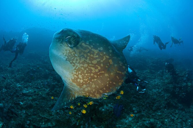 Fun Dive Nusa Penida Bali - For Certified Divers - From Kuta to Sanur before sunrise