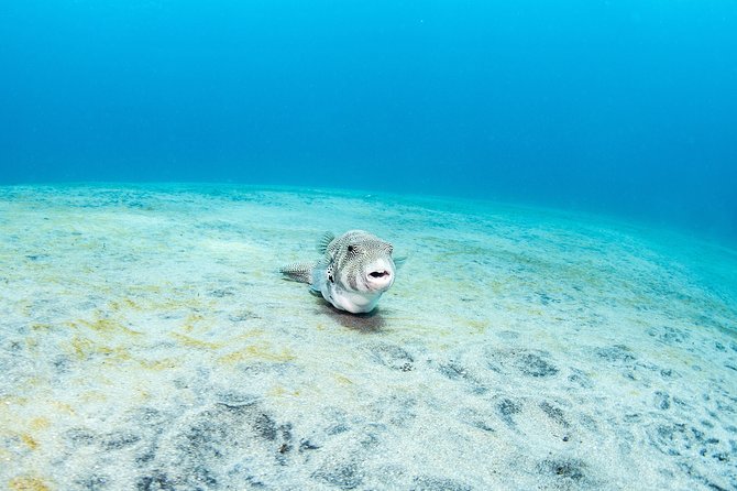 Fun Dive Nusa Penida Bali - For Certified Divers - Crystal Bay, clear water, and seasonal mola mola