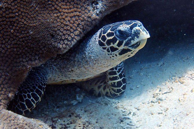 Fun Dive Nusa Penida Bali - For Certified Divers - SD and the northern reef drift