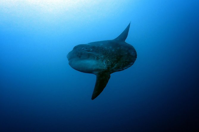 Fun Dive Nusa Penida Bali - For Certified Divers - Boat comfort, lunch, and included equipment
