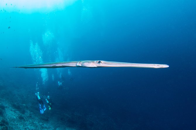 Fun Dive Nusa Penida Bali - For Certified Divers - Medical forms, fitness, and flight timing