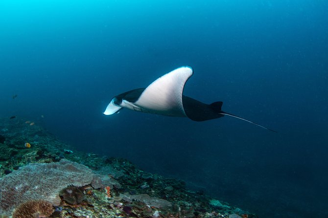 Fun Dive Nusa Penida Bali - For Certified Divers - Three outings around Nusa Penida