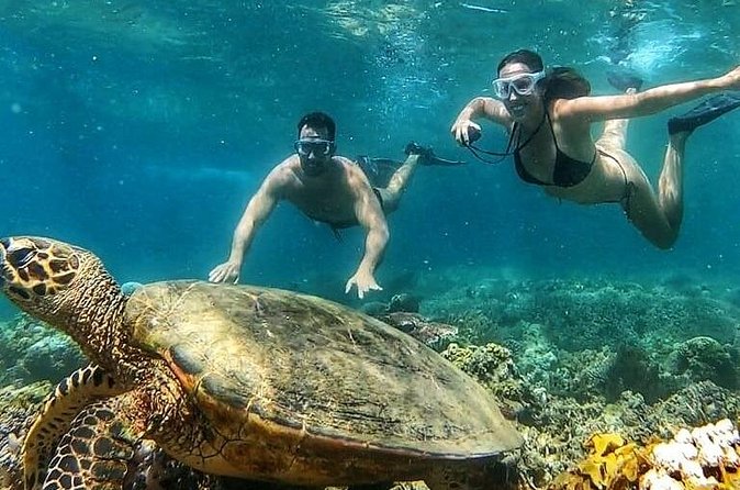 Gili Air : Private Snorkeling with 4 spots - Fish Garden: a busy final view underwater