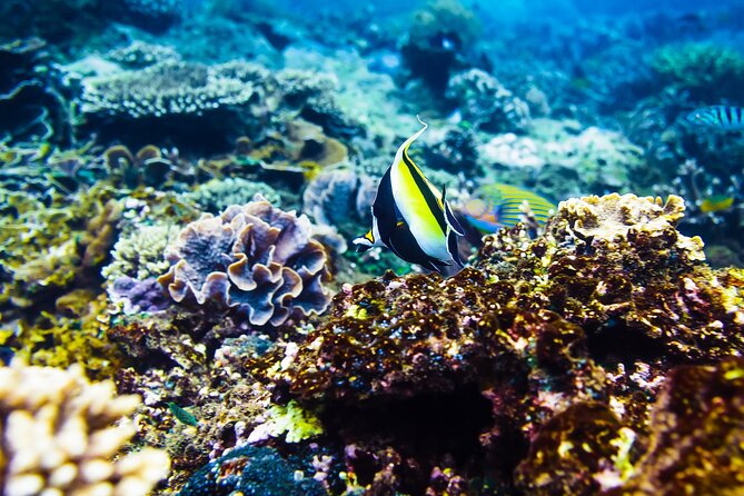 Gili Air : Private Snorkeling with 4 spots - Turtle Point: the main wildlife draw