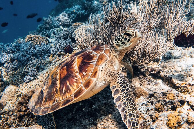 Gili Air: Snorkeling 3 Gili Islands with GoPro Camera - A one-hour pause on Gili Meno