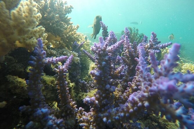 Gili Nanggu,Gili Kedis & Gili Sudak Hopping island & Snorkeling Tour - What the private format really gives you