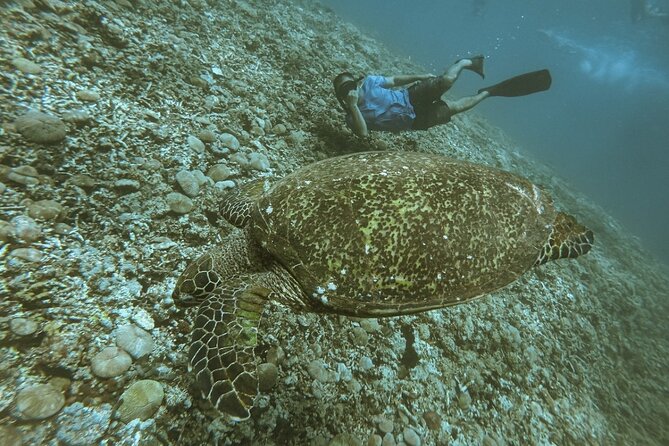 Gili Trawangan,Gili Meno& Gili Air Island:Snorkeling Day Trip Depart from Lombok - Group size, comfort, and the pace of the day