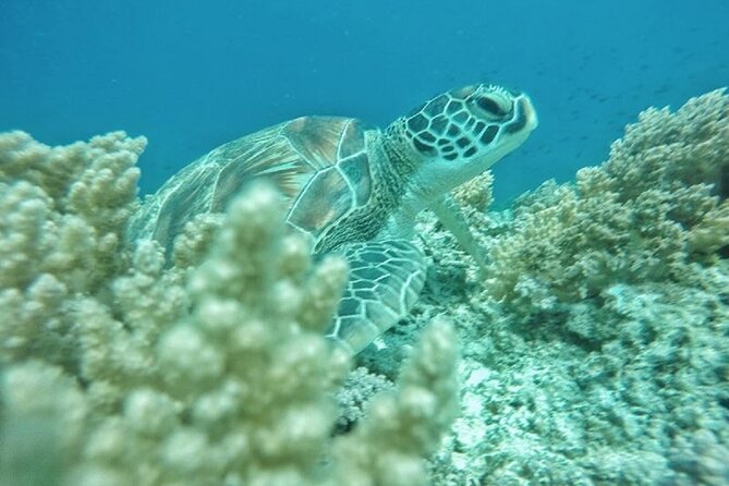 Gili Trawangan,Gili Meno& Gili Air Island:Snorkeling Day Trip Depart from Lombok - First stop: Gili Trawangan and the underwater statues