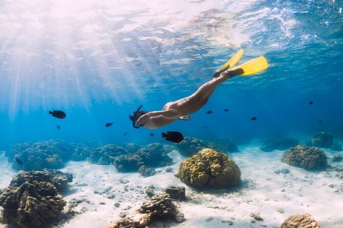 Gili Trawangan : Private Snorkeling with 3 spots or 4 spots - Blue coral and the first look below the surface