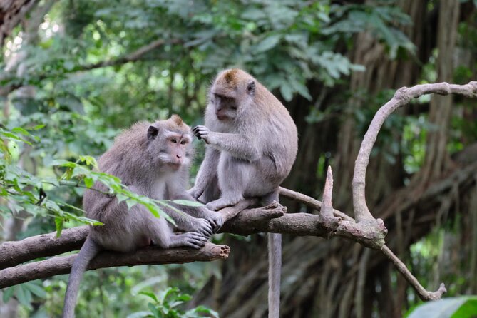 Goa Gajah / Elephant Cave Temple And Ubud Tour - All Inclusive - Ulu Petanu Waterfall for a cooler pause