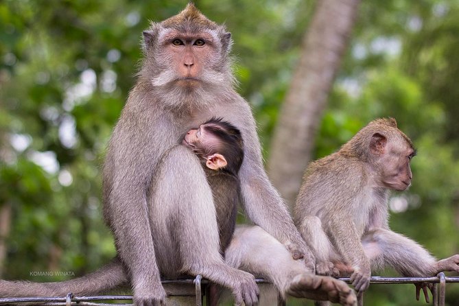 Gorilla Cave ATV Bali Ubud, Monkey Forest, Temple, and Lunch - Who will get the most from this experience