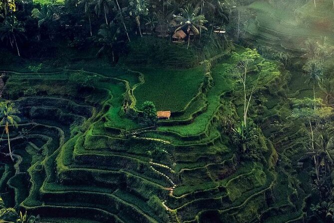 Half Day Private Tour in Ubud - 8:00 AM pickup and the road to Ubud