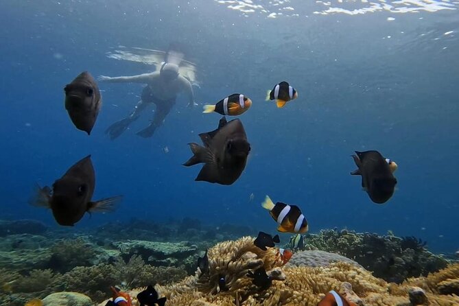 Island Hoping 5 Gili : Gili Gede, Asahan, Rengit, Layar & Goleng - Gili Rengit, a smaller stop for reef time