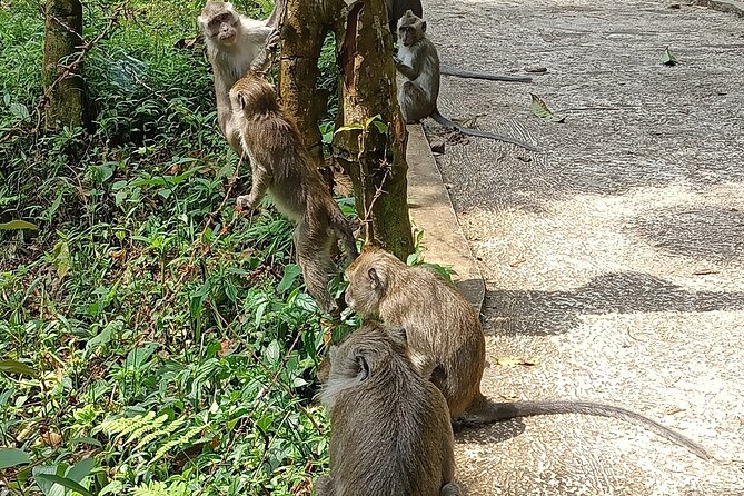 Jakarta Bogor Botanical Garden, Waterfall and Rice terrace, Lunch - Timing, fitness, and what to pack