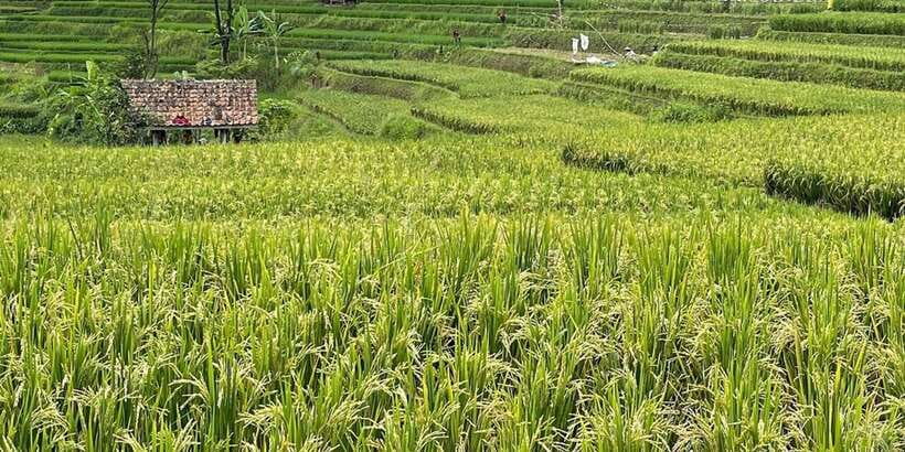 Jakarta: Volcano, Tea/Rice Fields, Hot Spring, Local Food - Lunch in Lembang and the local food angle