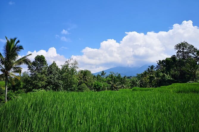 Jungle Trekking at Mt. Batukaru, scenic Waterfall & village life - The road to Balikaru passes through working rice country