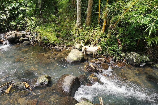 Jungle Trekking at Mt. Batukaru, scenic Waterfall & village life - Hot spring and Pengempu Waterfall finish the day