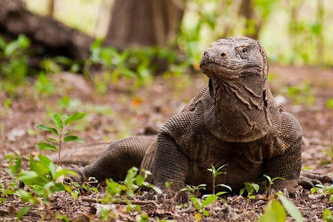 Komodo Island Adventure from Bali (Day Trip) - Key points at a glance