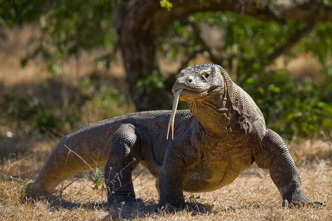 Komodo Island Adventure from Bali (Day Trip) - Why this Bali to Komodo day trip is such a demanding bargain