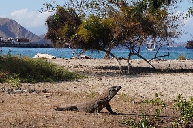 Komodo Islands with Speedboat in Labuhan Bajo - Padar Island: earn the view early
