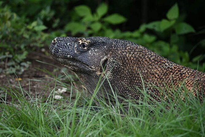 Komodo Private Boat tour 3Days 2 Night - Day 3: Manta Point, Sabolo, and Kanawa