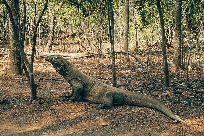Komodo Private Boat tour 3Days 2 Night - The standard boat is the key decision