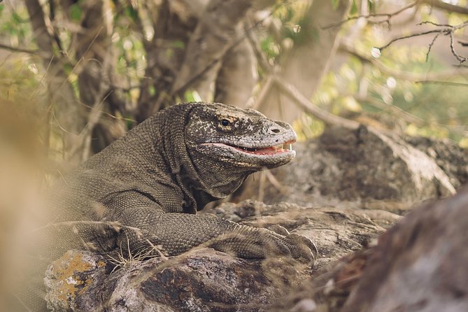 Komodo Private Boat tour 3Days 2 Night - Timing, weather, and cancellation details