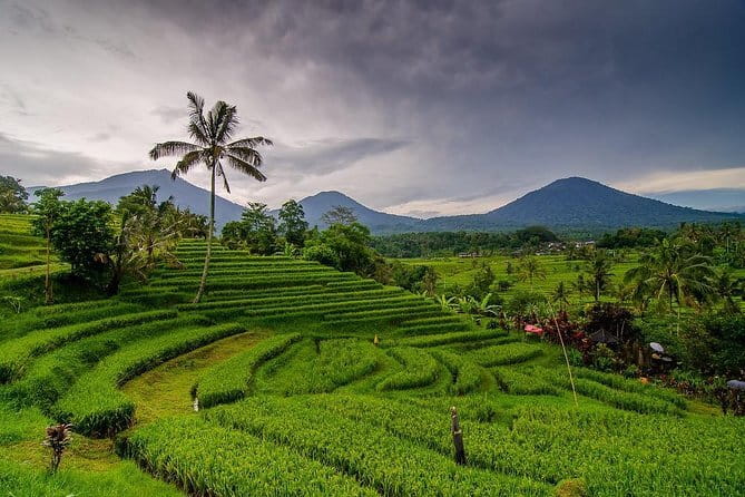 Kuta Half Day Tour - What the $40 group price is worth