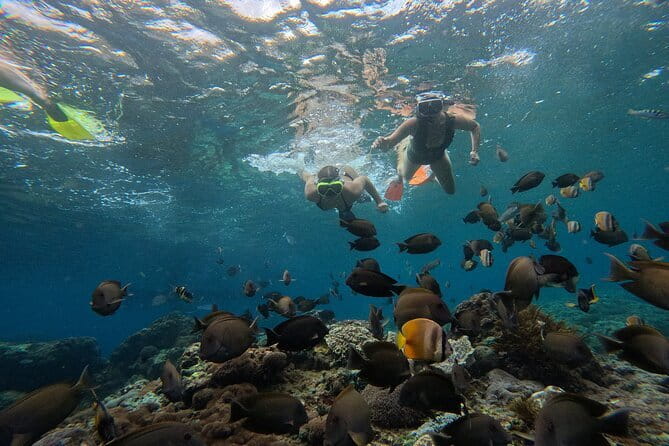 Lembongan Snorkeling at Manta Bay, Crystal Bay and Mangrove - Why the manta search is worth the early start