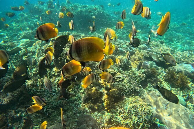 Lembongan Snorkeling at Manta Bay, Crystal Bay and Mangrove - What the included GoPro service really adds