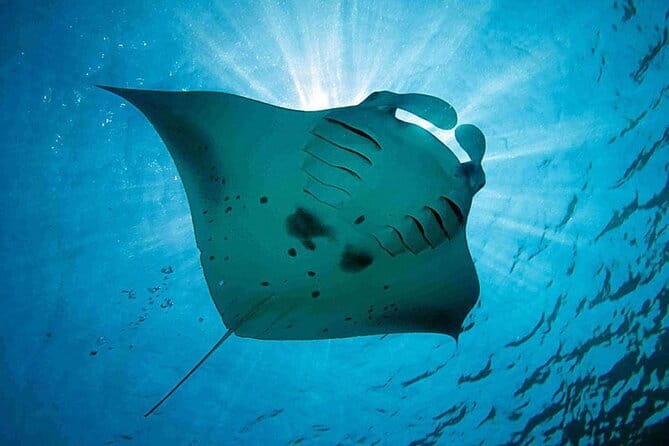 Lembongan Snorkeling at Manta Bay, Crystal Bay and Mangrove - Who will enjoy this outing most?