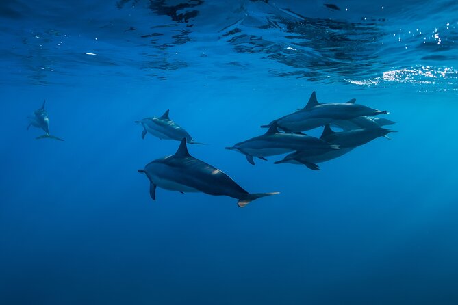 Lovina Dolphin Watching, Swimming, and Snorkeling Experience - The early road to Lovina Beach