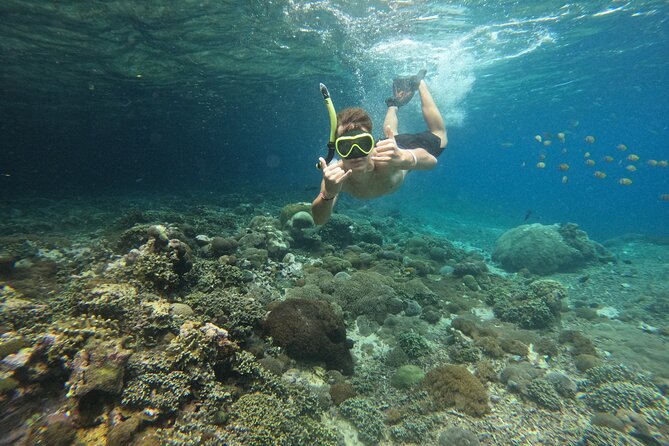Lovina Dolphin Watching, Swimming, and Snorkeling Experience - Snorkeling after the dolphins