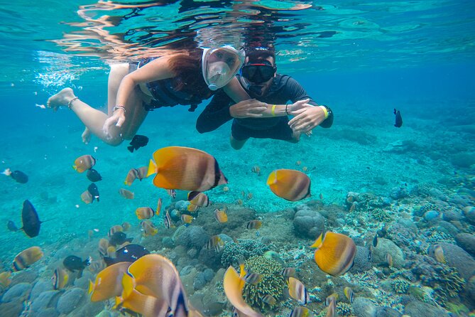 Lovina Dolphin Watching, Swimming, and Snorkeling Experience - Lake Bratan as an optional return stop