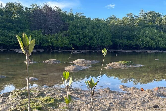 Mangrove Reforestation and Exploration around the Nusa Islands - Mangrove Point by canoe or boat