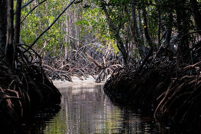 Mangrove Reforestation and Exploration around the Nusa Islands - Learning why mangroves matter