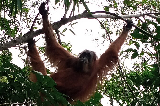 Medan - Bukit Lawang Fullday Tour - Lunch, fruit, and the useful simplicity of the package
