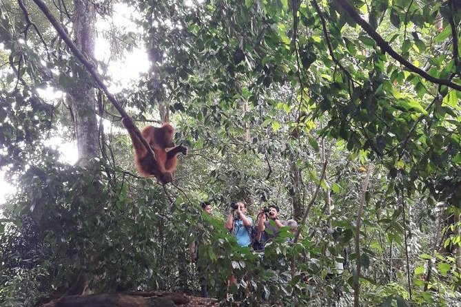 Medan - Bukit Lawang Fullday Tour - Timing, pickup, and the shape of the day