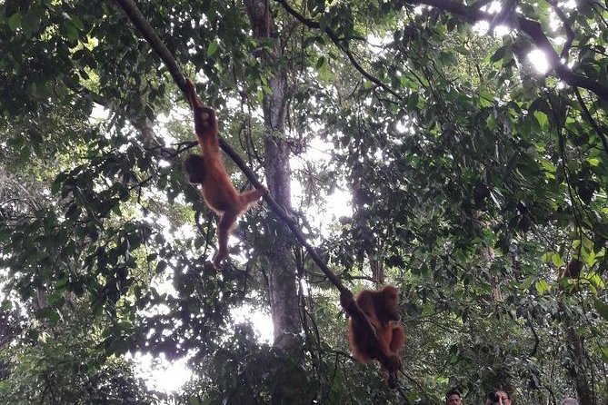 Medan - Bukit Lawang Fullday Tour - Who will enjoy this trek most
