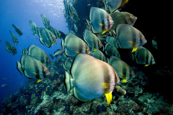 Menjangan island for Certified Scuba Divers full day boat trip, 2 dives + lunch - Who will get the most from this trip?