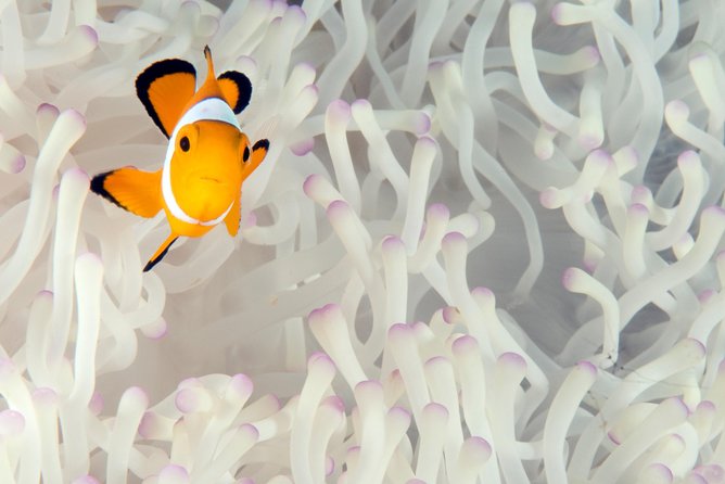 Menjangan island for Certified Scuba Divers full day boat trip, 2 dives + lunch - Practical details that affect your day