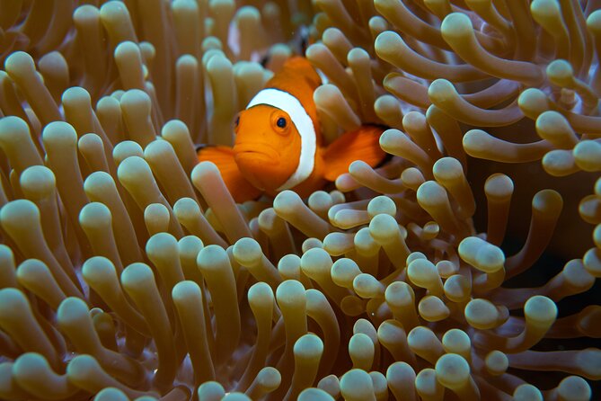 Menjangan island snorkeling full day boat trip - What the first snorkeling session is like
