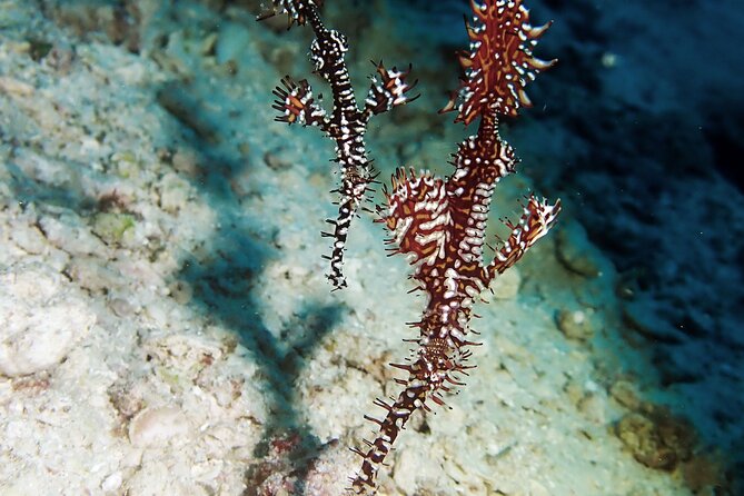 Menjangan island snorkeling full day boat trip - Equipment, language, and group size