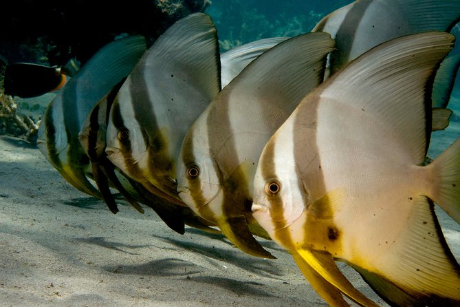 Menjangan island snorkeling full day boat trip - The 40-minute boat ride to the island