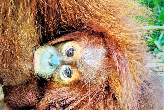 Monkey Business 2 days - 1 night Jungle Trekking (including rafting) - Day one: walking into Gunung Leuser National Park