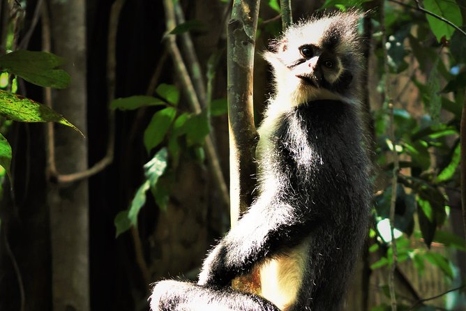 Monkey Business 2 days - 1 night Jungle Trekking (including rafting) - Who should book this trek?