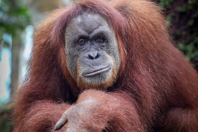 Monkey Business 3 days - 2 nights Jungle trekking (including rafting) - What the $205.37 price really covers